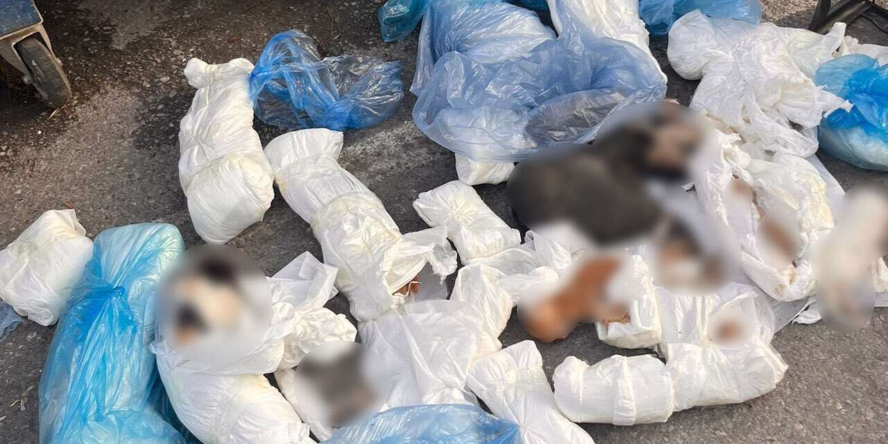 Poşetlerin içinden vahşet çıktı! 33 ölü kedi bulundu