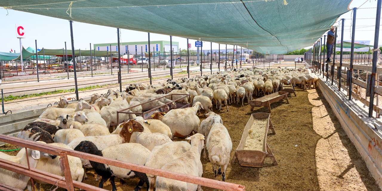 Konya’da Kurban Bayramı için tüm tedbirler alındı