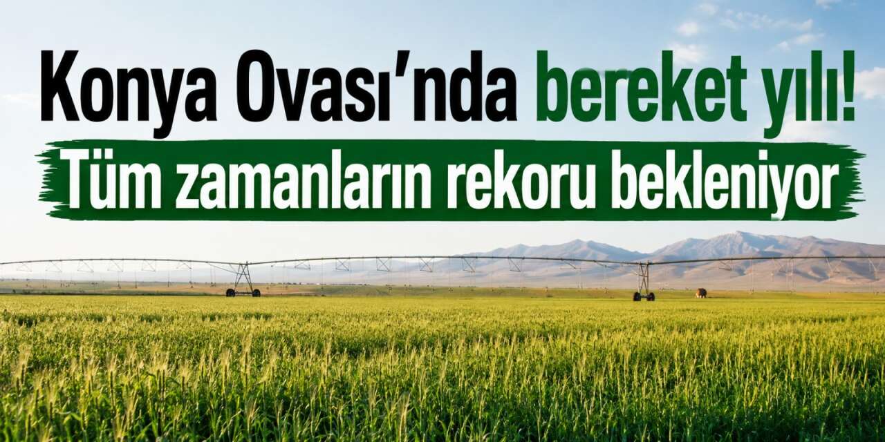 Hububatta tarihi rekor beklentisi! Konya Ovası’nda yüzler gülüyor