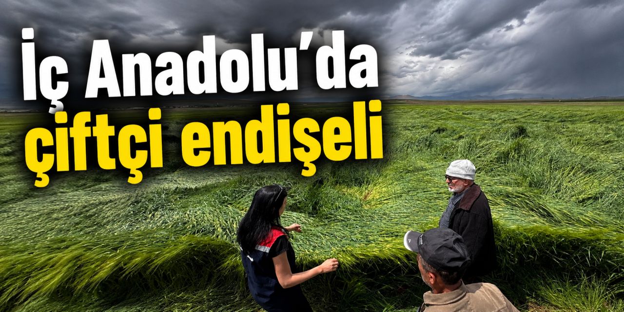 Konya Ovası’nda kritik süreç! Başak veren ekinler tehlikede