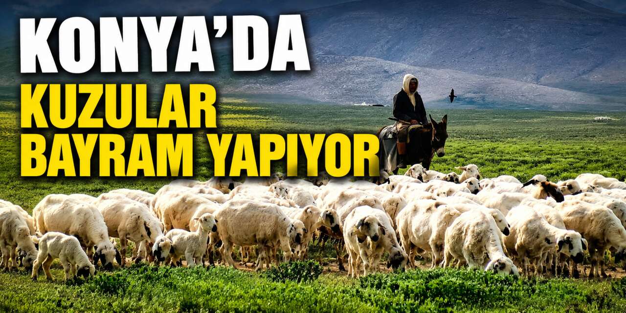 Konya’da özlenen tablo! Meralar coştu, üretici de kuzularla bayram yapıyor