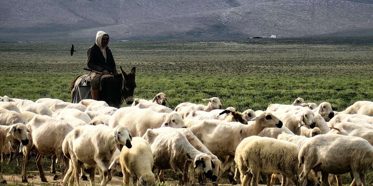 Konya’da özlenen tablo! Meralar coştu, üretici de kuzularla bayram yapıyor