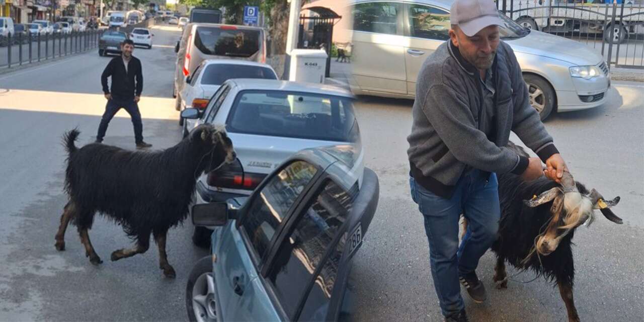 Sahibinden kaçan kurbanlık keçi caddeyi birbirine kattı
