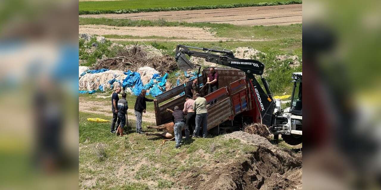 Kurbanlık tosun 4 saat kaçtı, ortalığı birbirine kattı