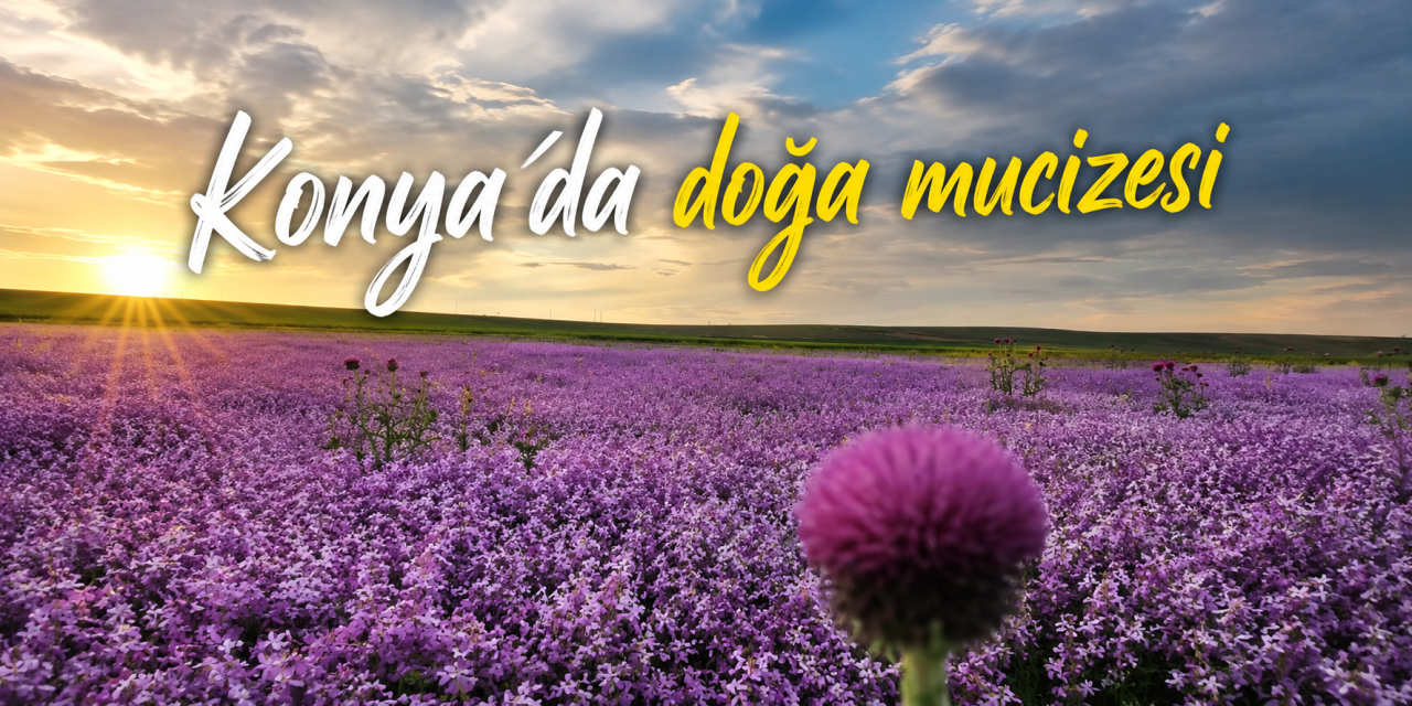 Konya’da yağmur sonrası mor şölen! Şebboylar hayran bırakıyor