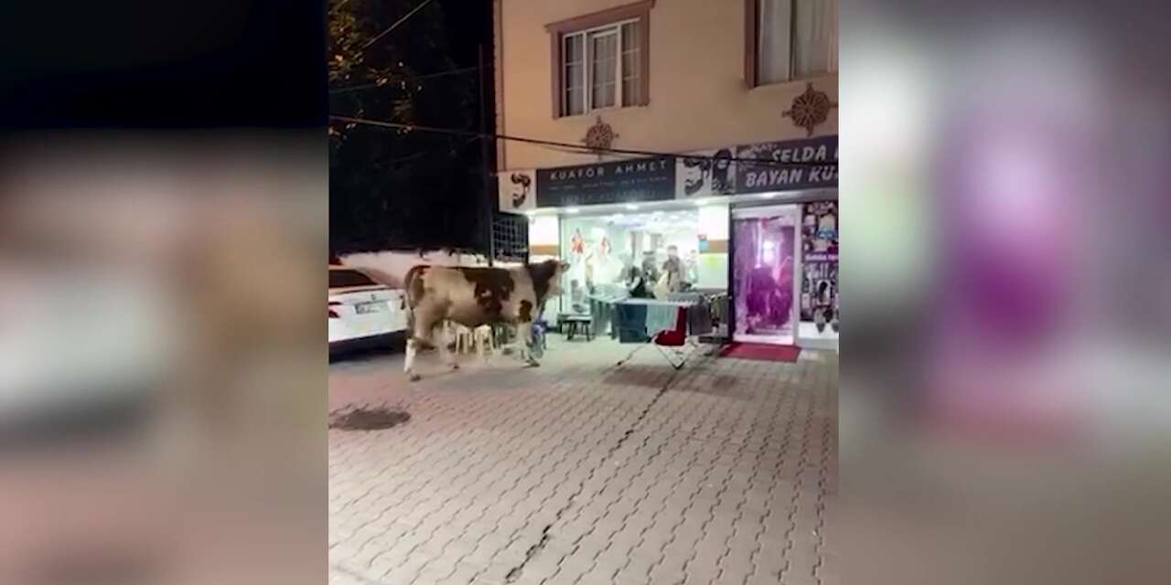 Kaçan kurbanlık tosun kuaför salonuna daldı