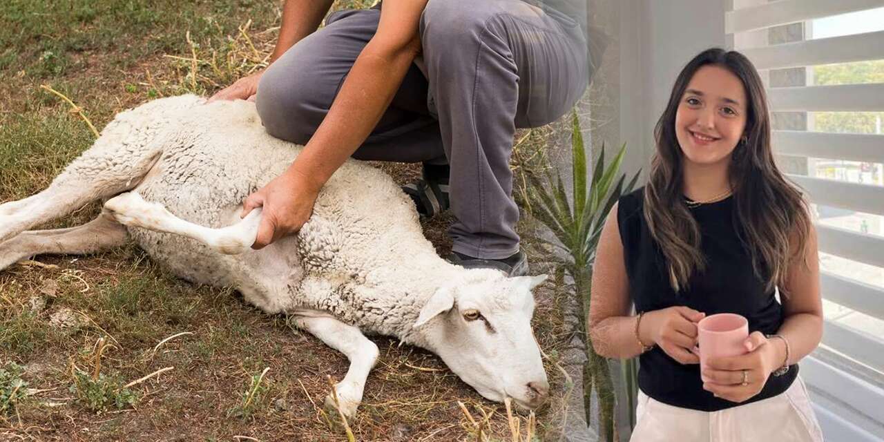 Konya’dan psikolog uyarısı! Çocuklarınıza kurban kesimini izletmeyin
