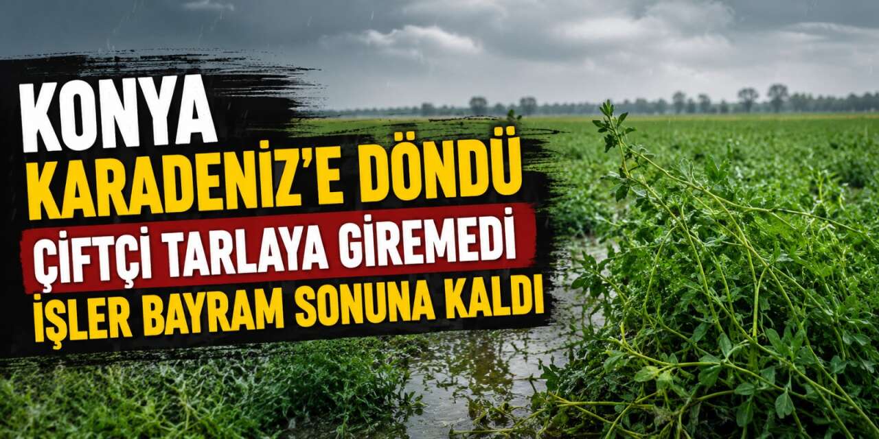 Yağışlar Konya’nın üretim lideri olduğu ürünü vurdu! Çiftçi tarlaya giremedi