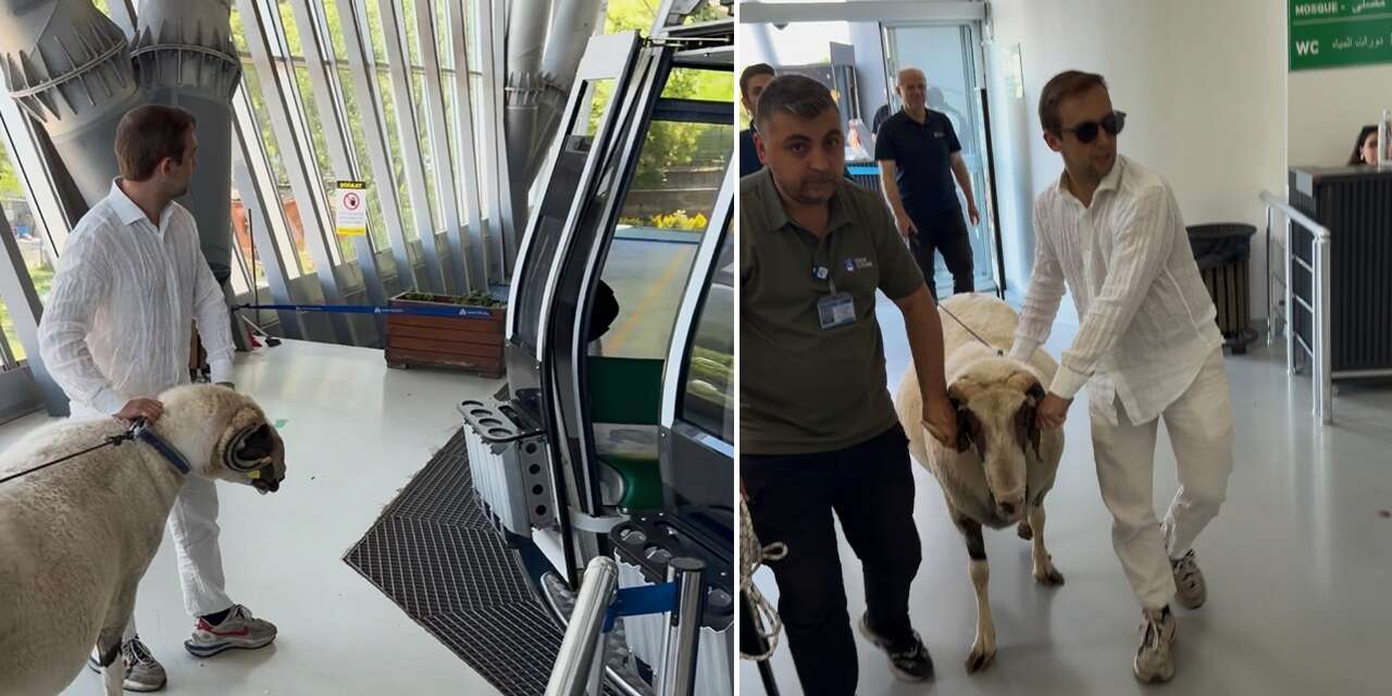 Bayramda sıra dışı görüntü! Keseceği koçu teleferiğe bindirdi