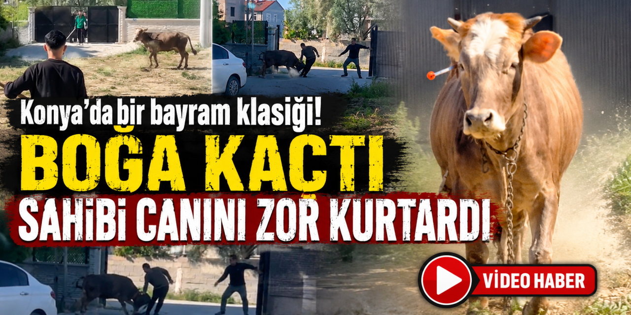 Konya’da kaçan boğa ortalığı karıştırdı! Sahibine böyle saldırdı