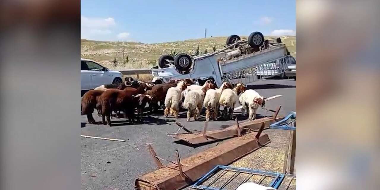 Kurbanlık yüklü kamyonet devrildi: 24 yaşındaki Samet Çakır hayatını kaybetti