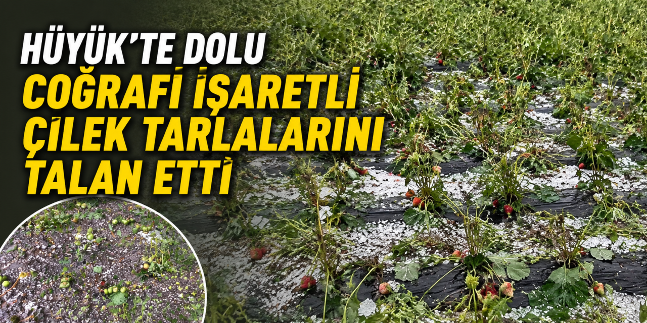 Konya’da dolu çilek tarlalarını vurdu