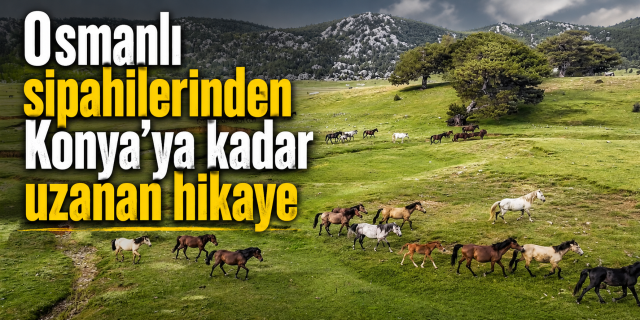 Toroslar'ın özgür ruhu yılkı atları Konya sınırında yavrularıyla görüntülendi