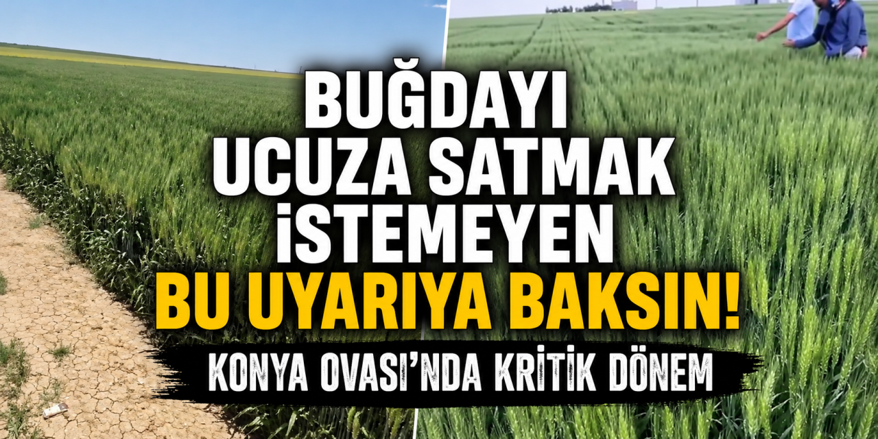 Konyalı çiftçiler için kazancı katlama dönemi: Hasatta fiyatı bu hamle belirleyecek