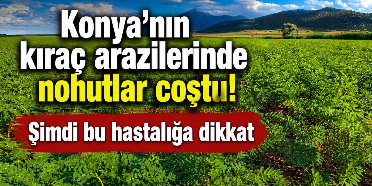 Yağışlar Konya’ya ilaç gibi geldi, ancak nohut üreticisi antraknoz riski altında