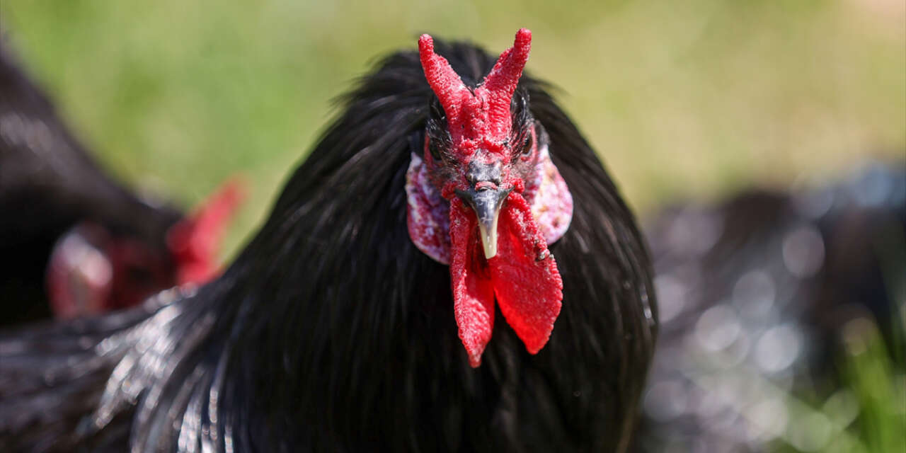 Eşsiz miras Konya’da korunuyor! Nesli tükenmesin diye kilit vuruldu
