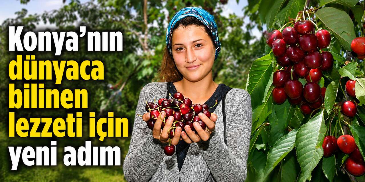 Akşehir’in tescilli kirazı için yeni dönem! Bahçeler gençleşecek