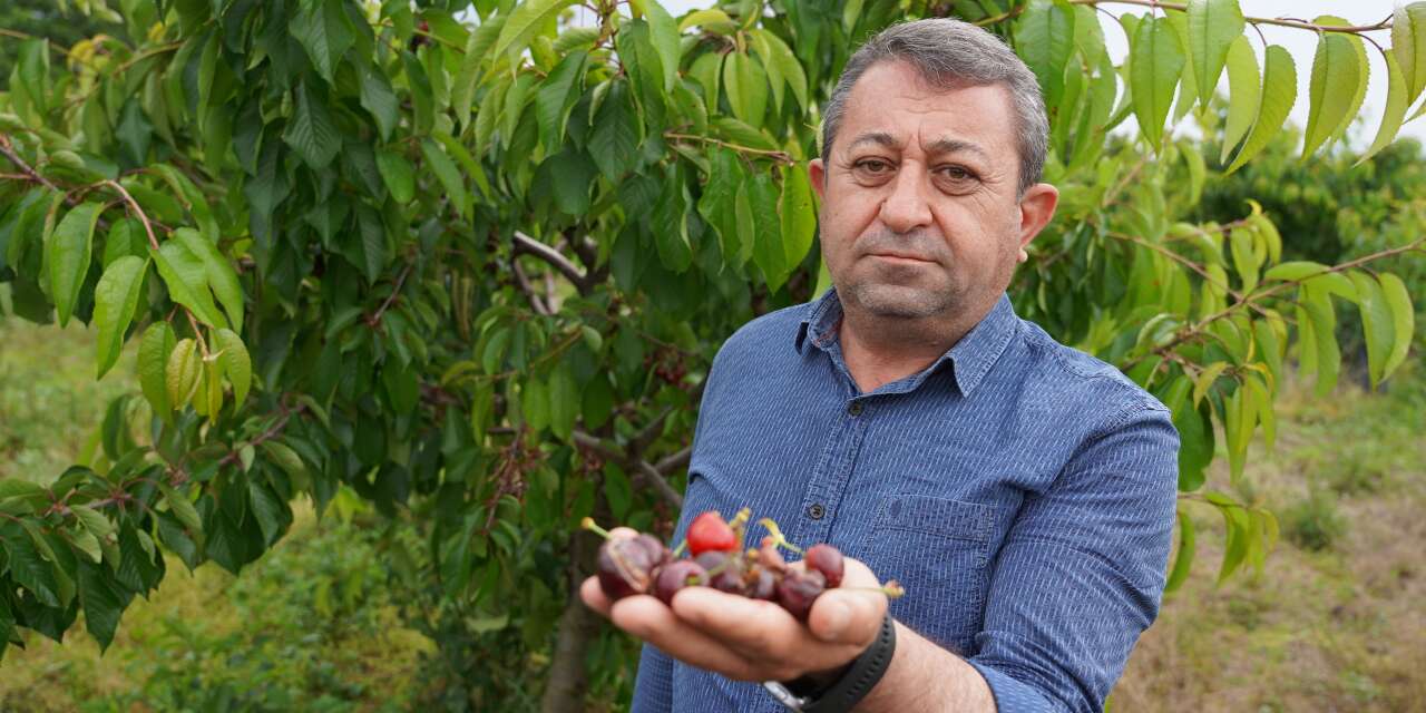 Yağmur kiraz bahçelerini vurdu! 10 bin tonluk kayıp bekleniyor