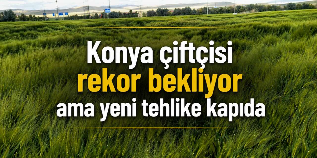 Bu yıl Konya çiftçisinin umudu çok büyük! Ama yatıran kaybedebilir