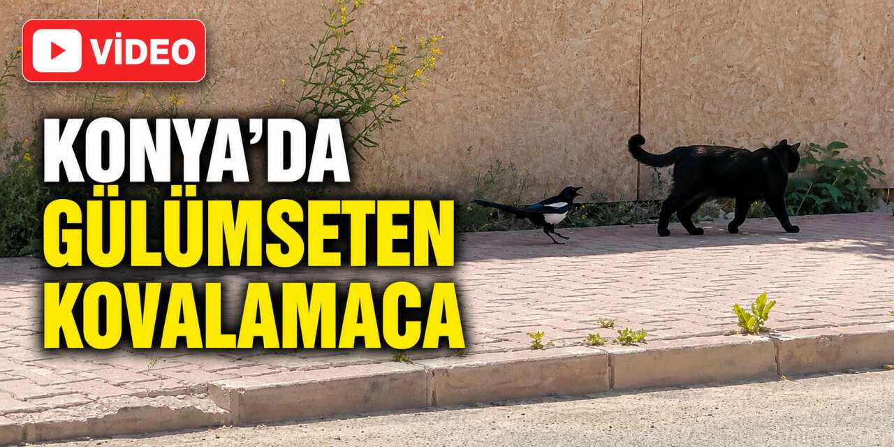 Konya’da kedinin kargayla imtihanı! Peşini bir an olsun bırakmadı