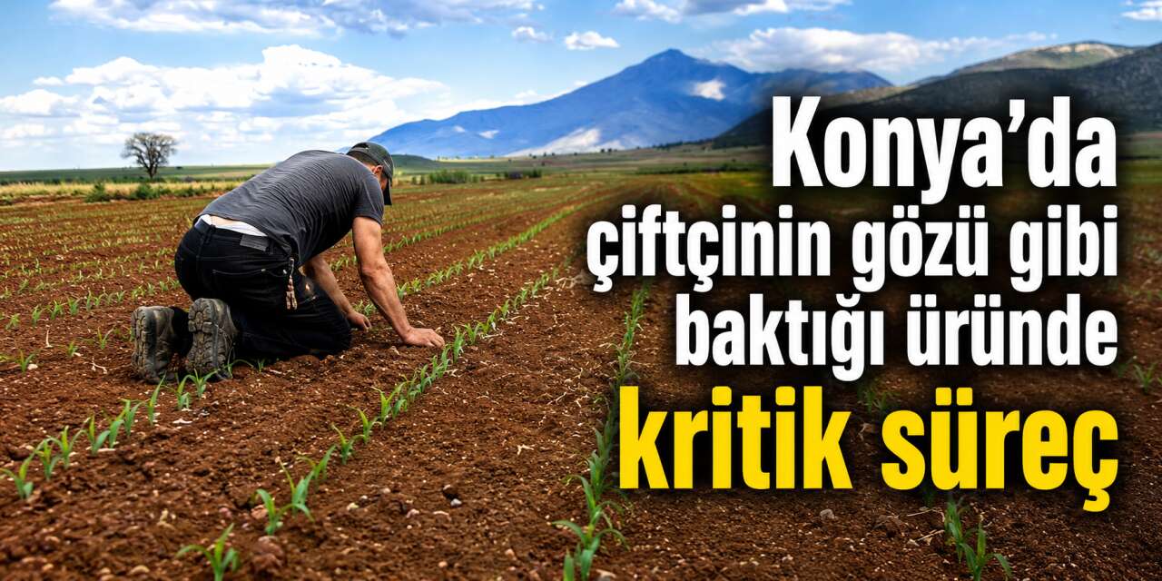 Bu yıl ürünlerine gözü gibi bakan Konya çiftçisine kritik uyarı