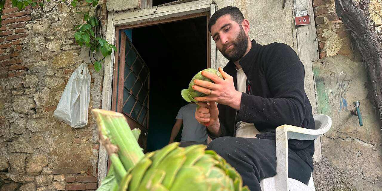 Günde bin tane soyuyor, ayda 240 bin lira kazanıyor! Sezon başladı