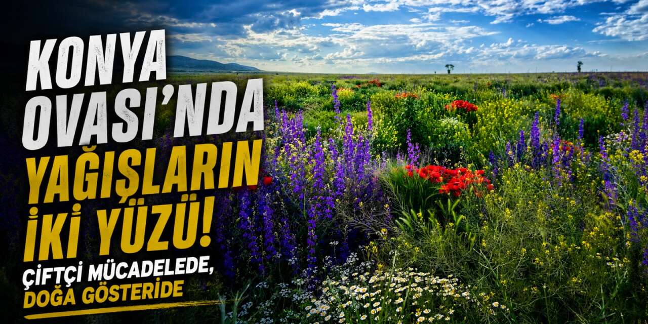 Konya çiftçisinin büyük sorunu bazıları için mutluluk karesi oldu