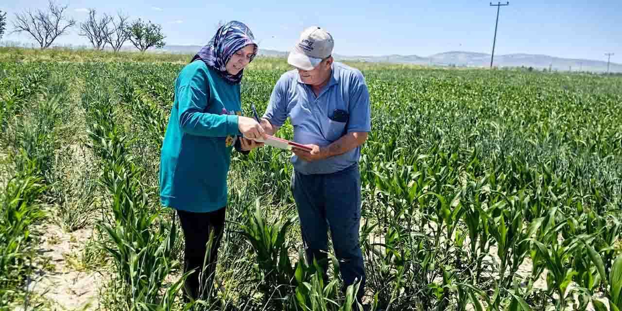 Türkiye’nin tahıl ambarı Konya’da hasat öncesi risk kapıda