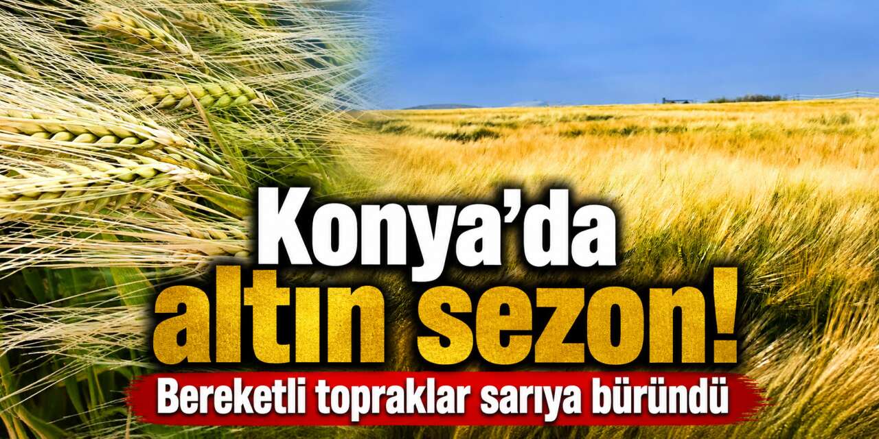 Konya Ovası’nın rengi berekete dönmeye başladı