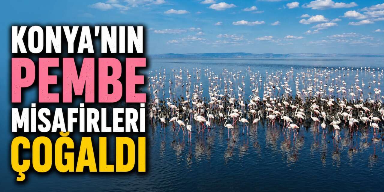 Konya’nın flamingo cennetinde hayat yeniden başladı! 5 bin yavru dünyaya geldi