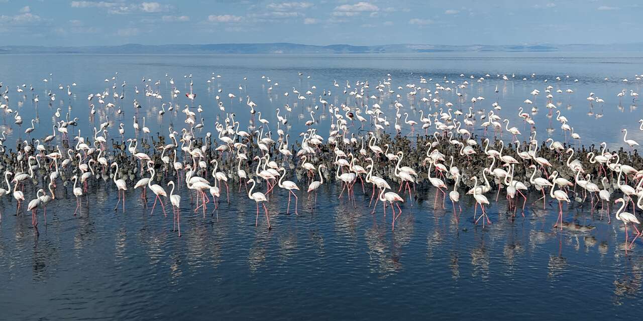 Konya’nın flamingo cennetinde hayat yeniden başladı! 5 bin yavru dünyaya geldi