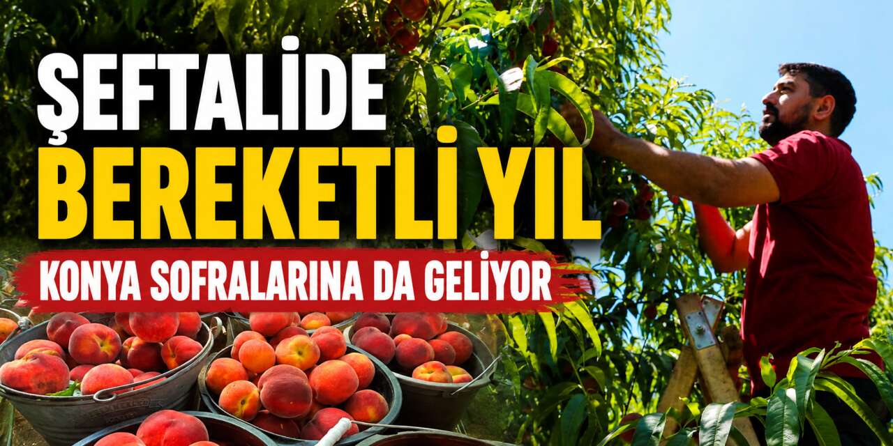 Üreticisi bu yıl bayram yapıyor! Bir ağaçta 70 kilo şeftali var