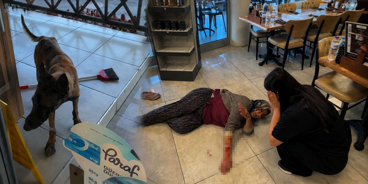 Başıboş köpek dehşeti! Kadının kolunu kopardı