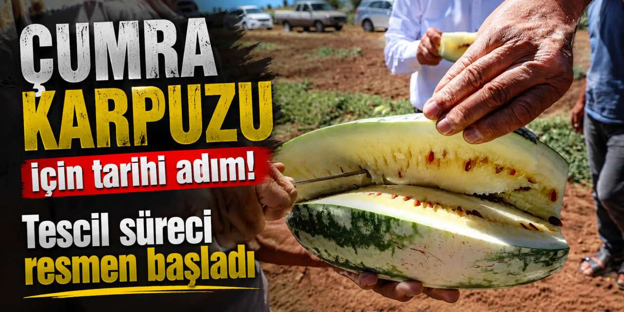 Konya’nın meşhur karpuzu tescilleniyor! Çumra’dan önemli hamle