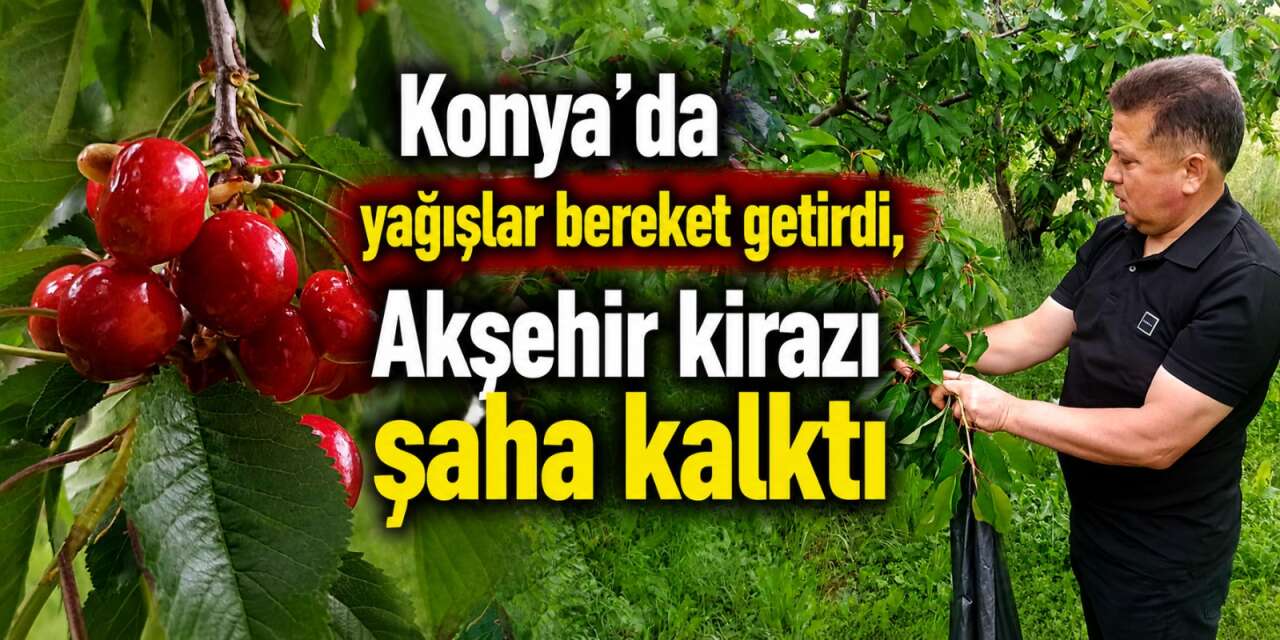 Konya’da mayalı gölün dönüşü kiraza yaradı! Hasat 30 bin tona dayandı