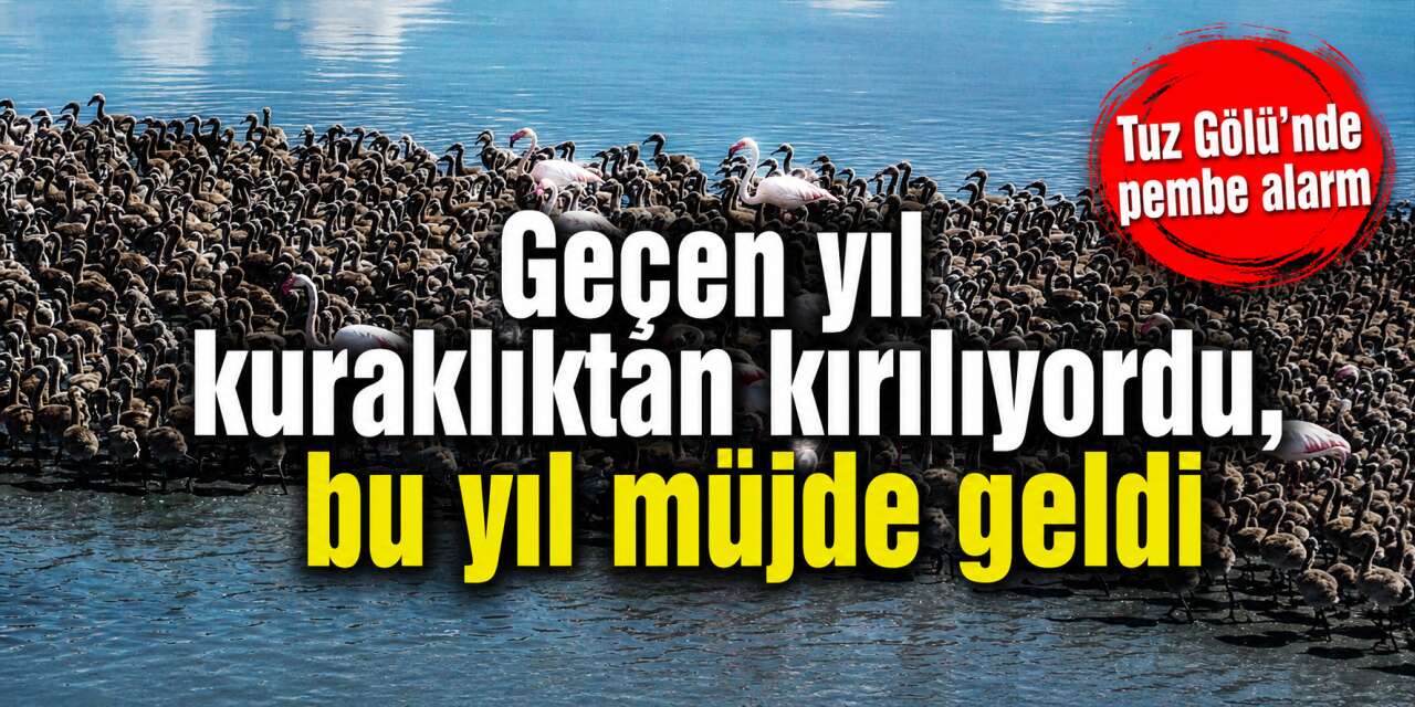 Tuz Gölü’nde mucize! Pembe misafirler yumurtadan çıktı