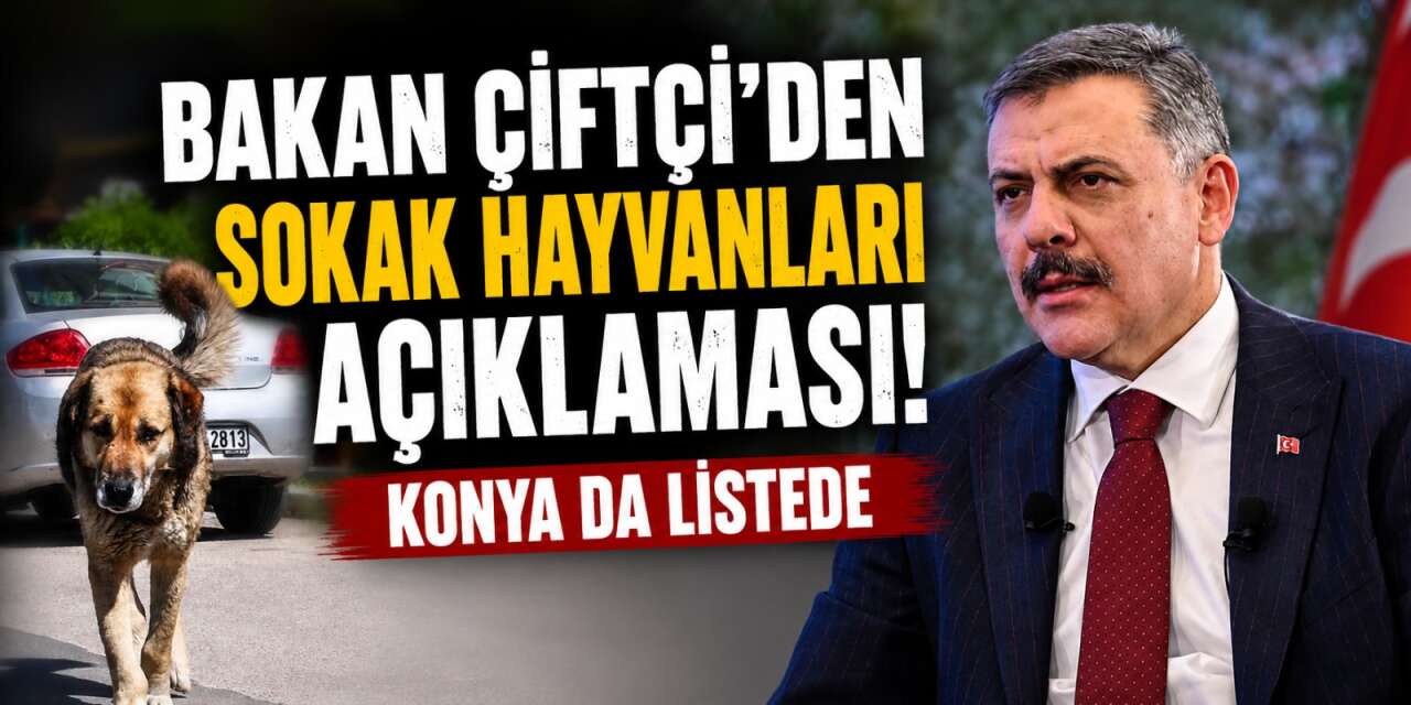 Konya dahil 12 ilde sokak hayvanları çalışmaları sona erdi