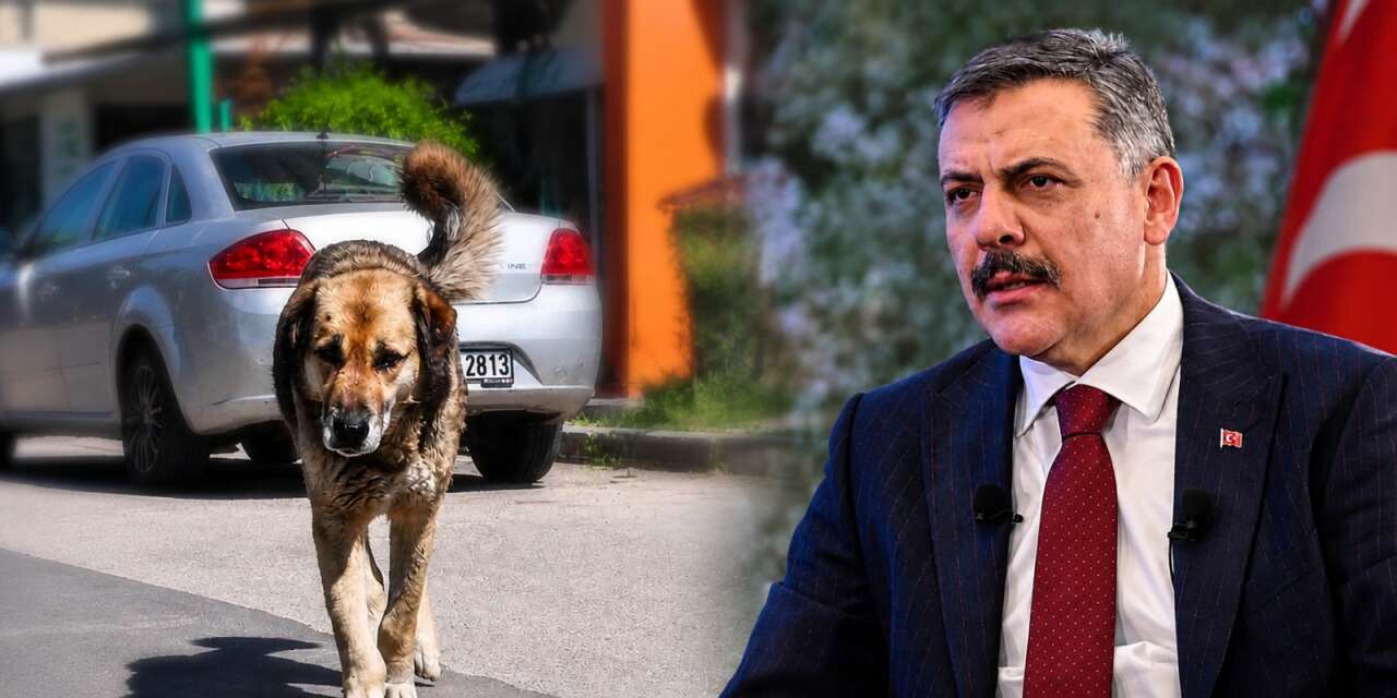 Konya dahil 12 ilde sokak hayvanları çalışmaları sona erdi