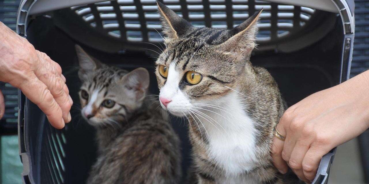 Erkek kedi doğum yaptı! 6 milyonda bir görülüyor