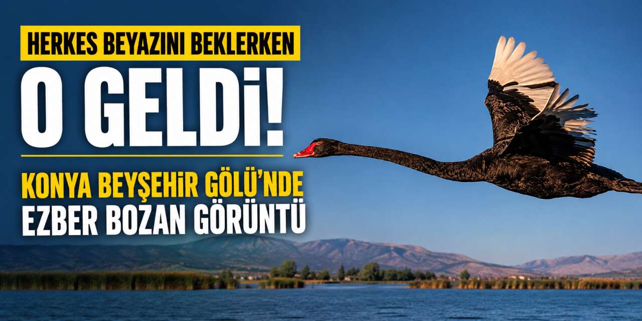 Konya’da objektiflere çok nadir görülen misafir takıldı