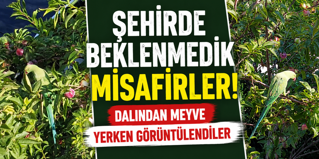 Ağaçlara kondular, meyveleri tek tek yediler! Bu görüntüler Türkiye’den