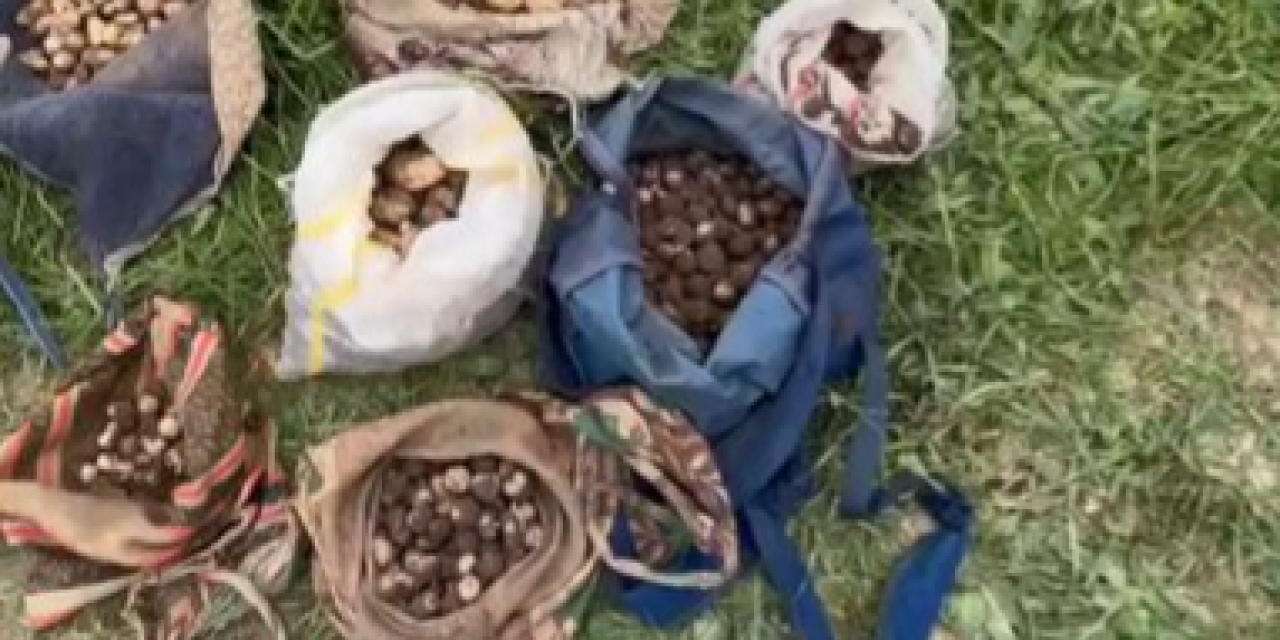 35 kilo topladılar, 7 milyon TL ceza yediler