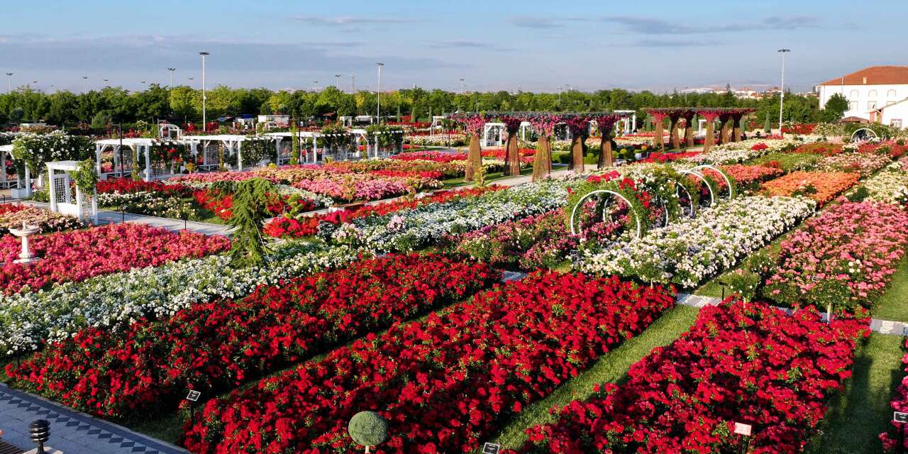 190 çeşit, 50 bin gül! Açıldığını duyan Konya’daki bu parka akın ediyor