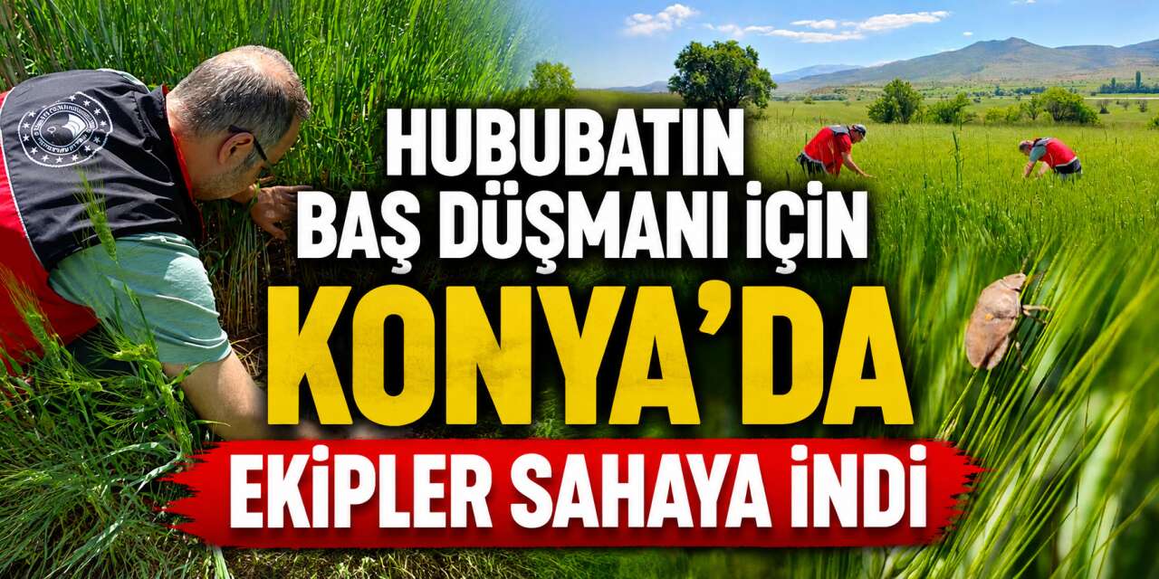 Konya çiftçisinin korkulu rüyası! Tarlalarda alarm verildi