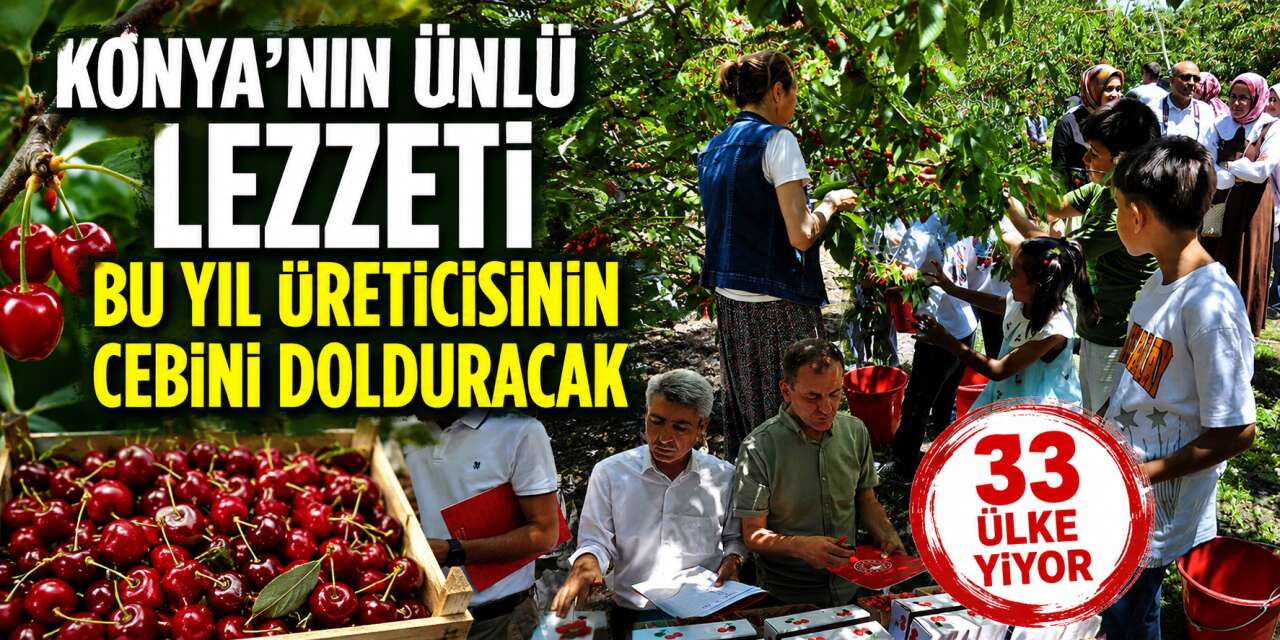 Konya’da ilk hasat! Geçen yıl don vuran çiftçi bu yıl bayram yapıyor