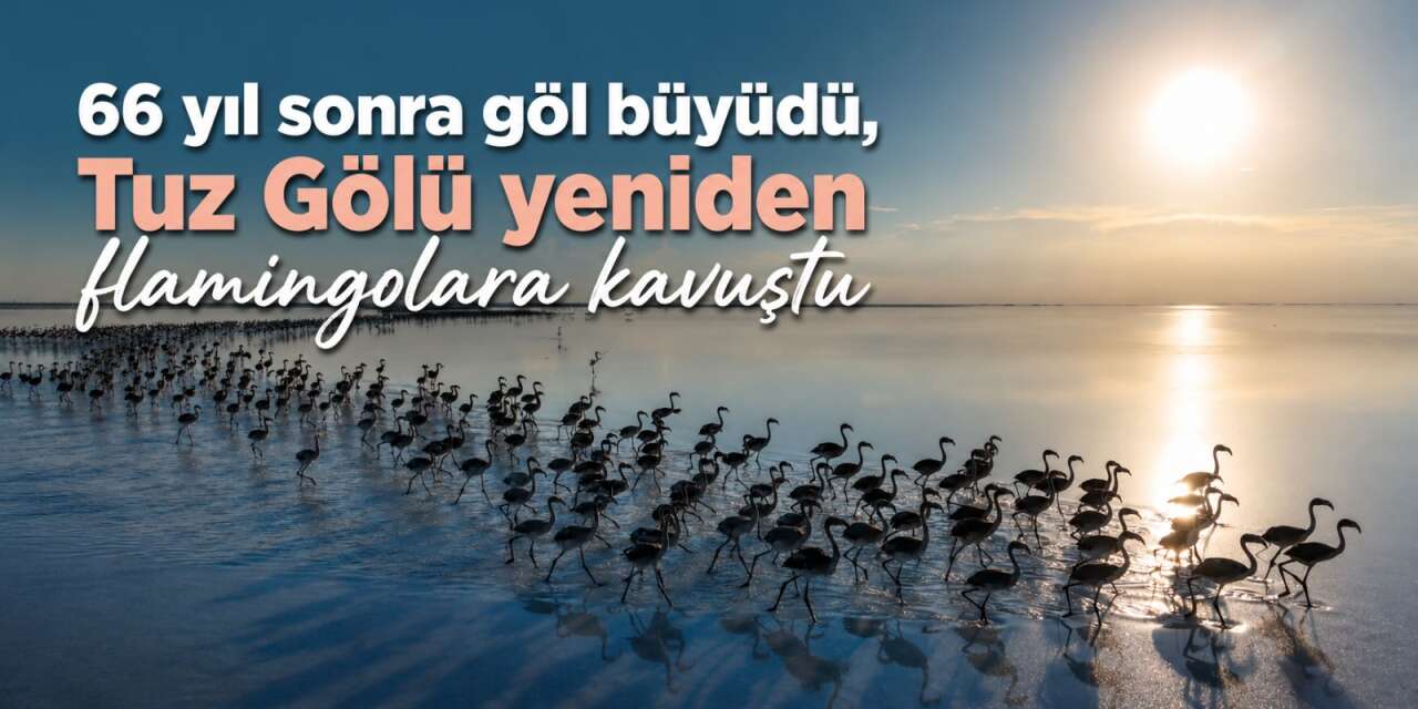 Konya’da 66 yılın sonunda gelen bereketle flamingolar evine döndü