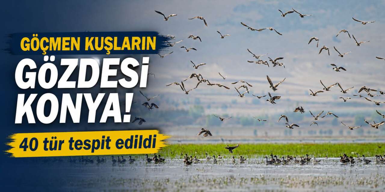 Yağışlar Konya’da doğayı yeniden canlandırdı! 153 bin su kuşu tespit edildi