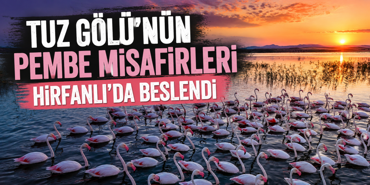 Tuz Gölü'nün misafirlerinden Hirfanlı'da renkli mola görüntüleri