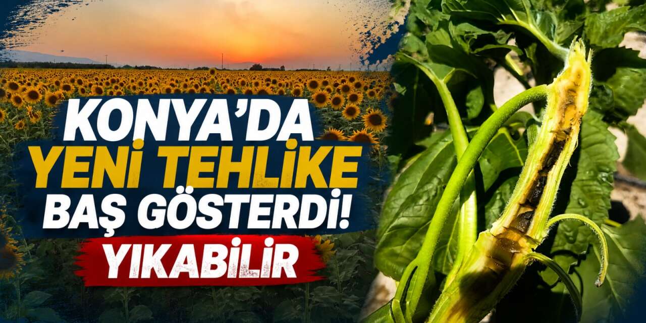 Konya'da yıkıcı hastalık alarmı! İlaç da fayda etmiyor