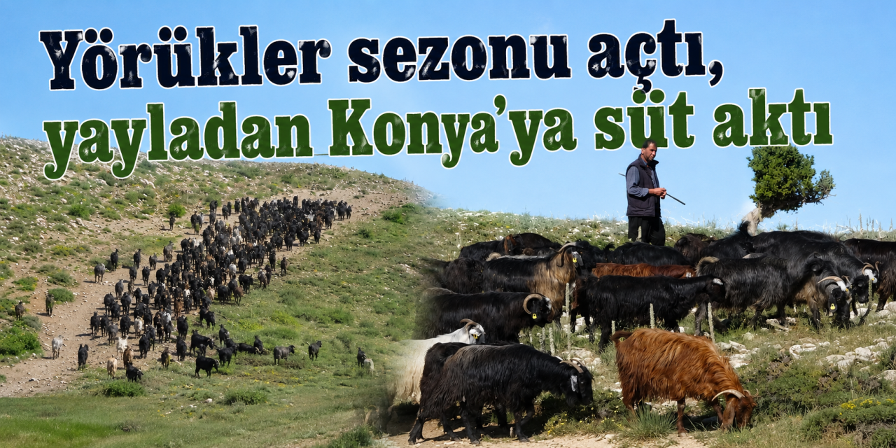 Yörüklerin Konya için yayladaki zorlu mesaisi başladı